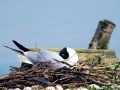 Black-headed Gull