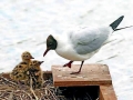 Black-headed Gull