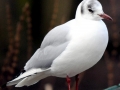 Black-headed Gull