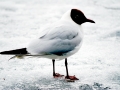 Black-headed Gull