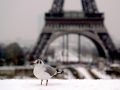 Black-headed Gull
