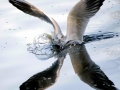 Black-headed Gull