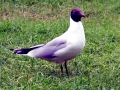 Black-headed Gull