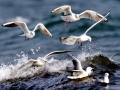 Black-headed Gull