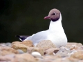 Black-headed Gull