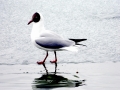 Black-headed Gull