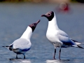 Black-headed Gull