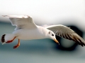Black-headed Gull