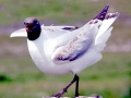 Black-headed Gull