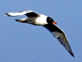 Black-headed Gull