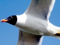 Black-headed Gull