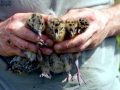Black-headed Gull