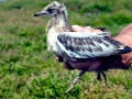 Black-headed Gull
