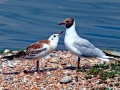 Black-headed Gull