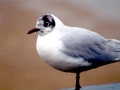 Black-headed Gull