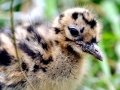 Black-headed Gull