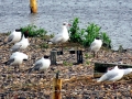 Black-headed Gull