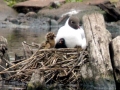 Black-headed Gull