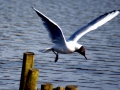Black-headed Gull