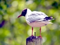 Black-headed Gull