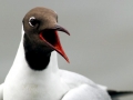 Black-headed Gull