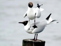 Black-headed Gull