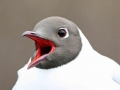 Black-headed Gull
