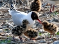 Black-headed Gull
