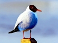 Black-headed Gull