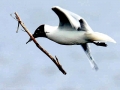Black-headed Gull