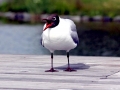 Black-headed Gull