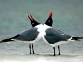 Black-headed Gull