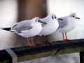 Black-headed Gull