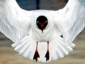 Black-headed Gull