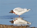 Black-headed Gull