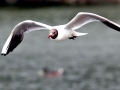 Black-headed Gull