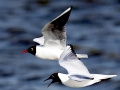 Black-headed Gull