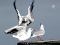 Black-headed Gull