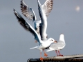 Black-headed Gull