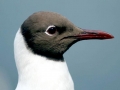 Black-headed Gull
