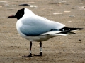 Black-headed Gull