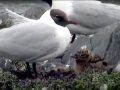 Black-headed Gull