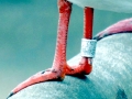 Black-headed Gull
