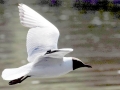 Black-headed Gull