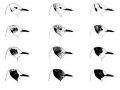 Black-headed Gull