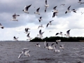 Black-headed Gull