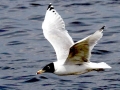 Black-headed Gull