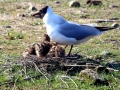 Black-headed Gull