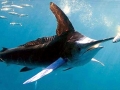 Black Marlin