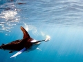 Black Marlin
